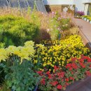 서구청 옥상생태공원 이미지