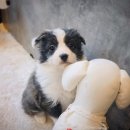 나눔펫 책임분양소 강아지분양 일산점 이미지