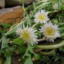 민들레2농장 이미지