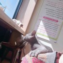 힐냥이