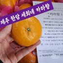 제주사람들농수산 | 후기 제주 7월까지만 먹을 수 있는 감귤, 카라향 맛집 한담세희네