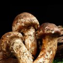 천하일품 이미지