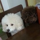 콩보리네 이미지