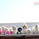 스위트몽 이미지