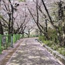 Cherry blossoms, Wolmi Park ; 월미공원 벚꽃 이미지