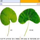 산나물이네