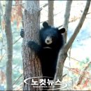 반달곰