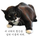 로씨일가