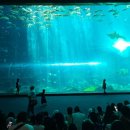 드림빌리지 2차 | [푸꾸옥] 푸꾸옥 자유 여행 후기 - Day 2 (빈원더스, 빈펄사파리, 야시장)