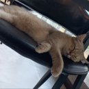 냥린이네 이미지