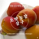 창녕농장 | 경남창녕 오얏농장 - 하코트 살구 스토어팜 주문 후기 (복숭아만큼 달달한, 일년에 2주만 수확하는 살구)
