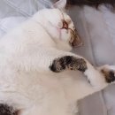 째깐이 이미지