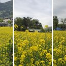 주촌 Daum카페