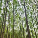 안산 자락길 번개산행(25.10.12, 바우) 이미지