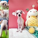 포항시남구17 이미지