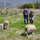 숲속농원민박 이미지