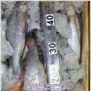 3월 22일(수) 목포는항구다 생선카페 하의수산 판매생선[ 민어, 고등어, (건조) 박대, 민어, 농어 ] 이미지