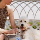 숲속의강아지 이미지