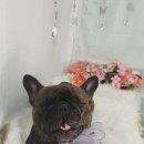 뽀송하랑 이미지