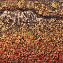 자연의소리 이미지