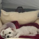 태산 우리동물병원 이미지