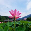 보현다원