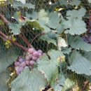 나무네농장 이미지