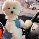 하우에버 포우에버 이미지