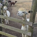 현희목장 | 제주도 3일차 후기 | 흑오겹 미쳤다... 돌다메 • 보말칼국수 • 해지개카페 완벽 루트