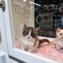 야옹아 멍멍해봐 대흥점 이미지