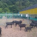 가람 농장 이미지