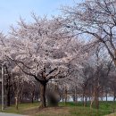 자전거공원 | 여의도 벚꽃 실시간 개화 현황, 2026 봄꽃축제 한강공원 자전거 후기