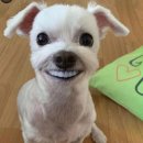 일상쇼핑샵
