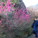 밭두렁농원 | 2024 봄 전남 구례 산수유 광양 매화꽃 개화상황 축제시기