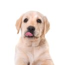 안녕,댕댕아 이미지