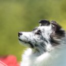 라임레이디 이미지