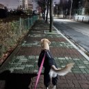 프라독 | 대형견 패딩 우비를 하나로 프라독 올인원 방수패딩 후기