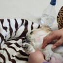 (주)야옹아멍멍해봐펫 이미지