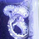 수색-016 이미지