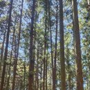 채선당 대신점 이미지