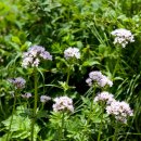 양지-2747 이미지