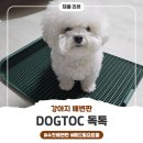 강아지의 품격 | 강아지 배변판 vs 배변패드, 직접 독톡 제품 써본 실사용 후기