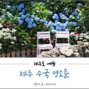 상창리사무소 주차장 | 제주도 수국 명소 다녀온 곳들 정리해봤어용