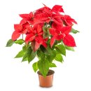 효사과원 | 8월 넷째 주 농사 이렇게 하세요 : 주간농사정보 작물별 관리방법 및 요령(2022.08.22~2022.08.28)