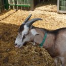 토종흑염소 이미지