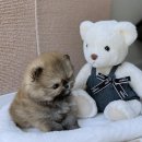 라이프독 용인점 강아지고양이 | 용인강아지분양 고민 끝 완전 만족 솔직후기