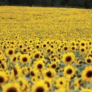 자연-어울림 이미지