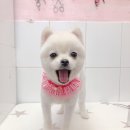 살롱드 꽃개 이미지