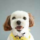 브라운 펫살롱 이미지