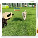 하이바이분양소 강아지고양이 대전점 이미지